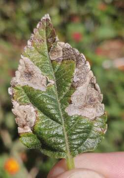 Sivun Calycomyza lantanae Frick 1956 kuva