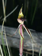 Imagem de Caladenia actensis D. L. Jones & M. A. Clem.