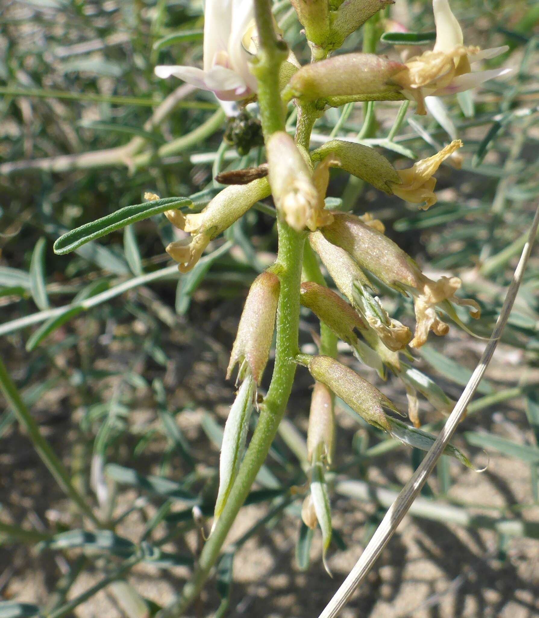 Imagem de Astragalus sclerocarpus A. Gray