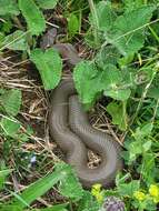 Image of Caucasus Subalpine Viper