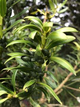 Image of Podocarpus oleifolius D. Don