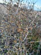 Image of Small-leaved Tree Daisy