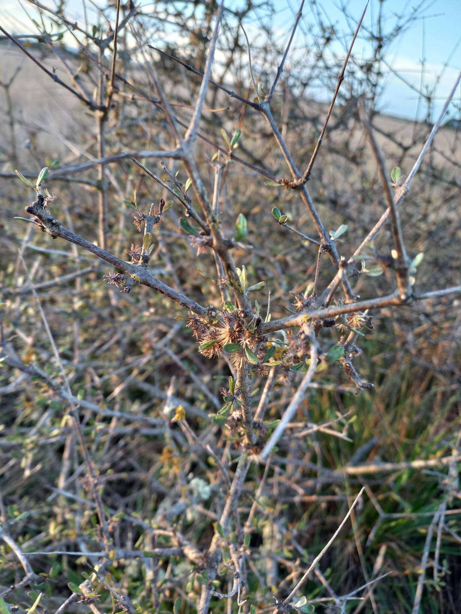 Слика од Olearia adenocarpa Molloy & Heenan