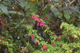 Image of Fuchsia thymifolia Kunth