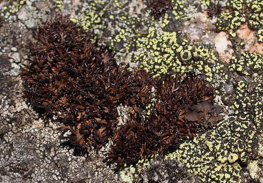 Image of brittle lichen