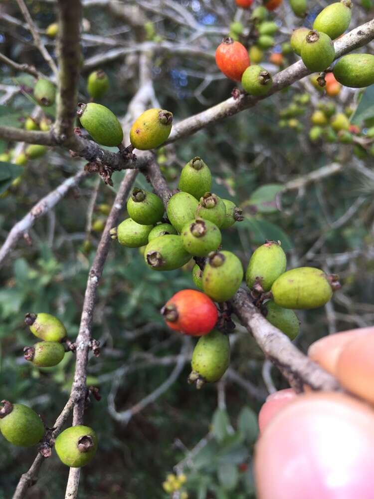 Image of Eugenia uruguayensis Cambess.