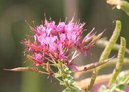 Imagem de Polanisia dodecandra subsp. riograndensis Iltis