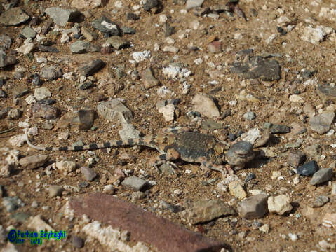 Image of Gray Toadhead Agama