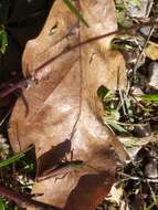 Image de Chorthippus (Glyptobothrus) mollis subsp. mollis (Charpentier 1825)