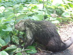 Image of Hairy Dwarf Porcupines