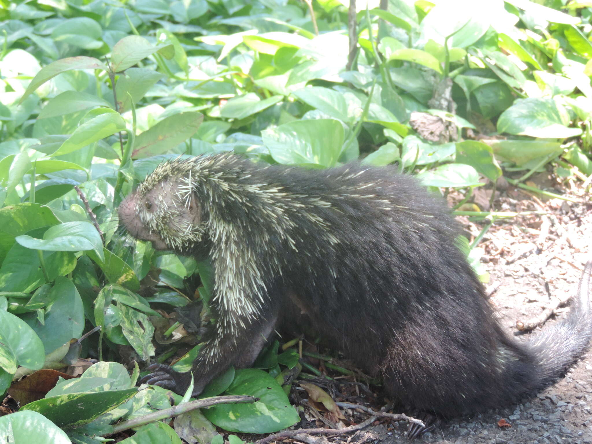 Image of Hairy Dwarf Porcupines