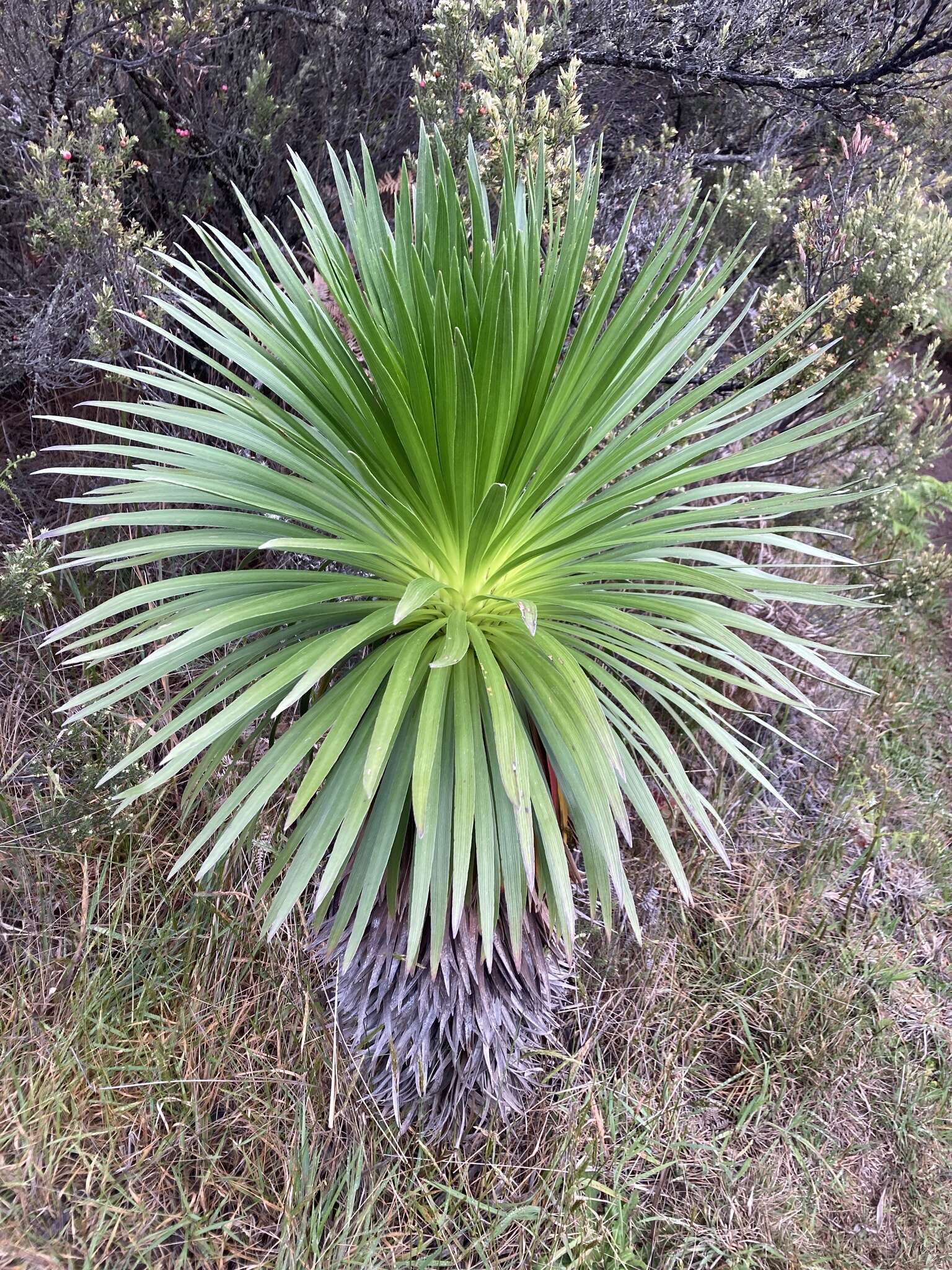 Слика од Argyroxiphium grayanum (Hillebr.) Deg.