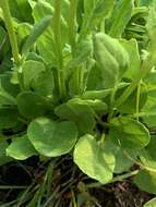 Image of splitleaf groundsel