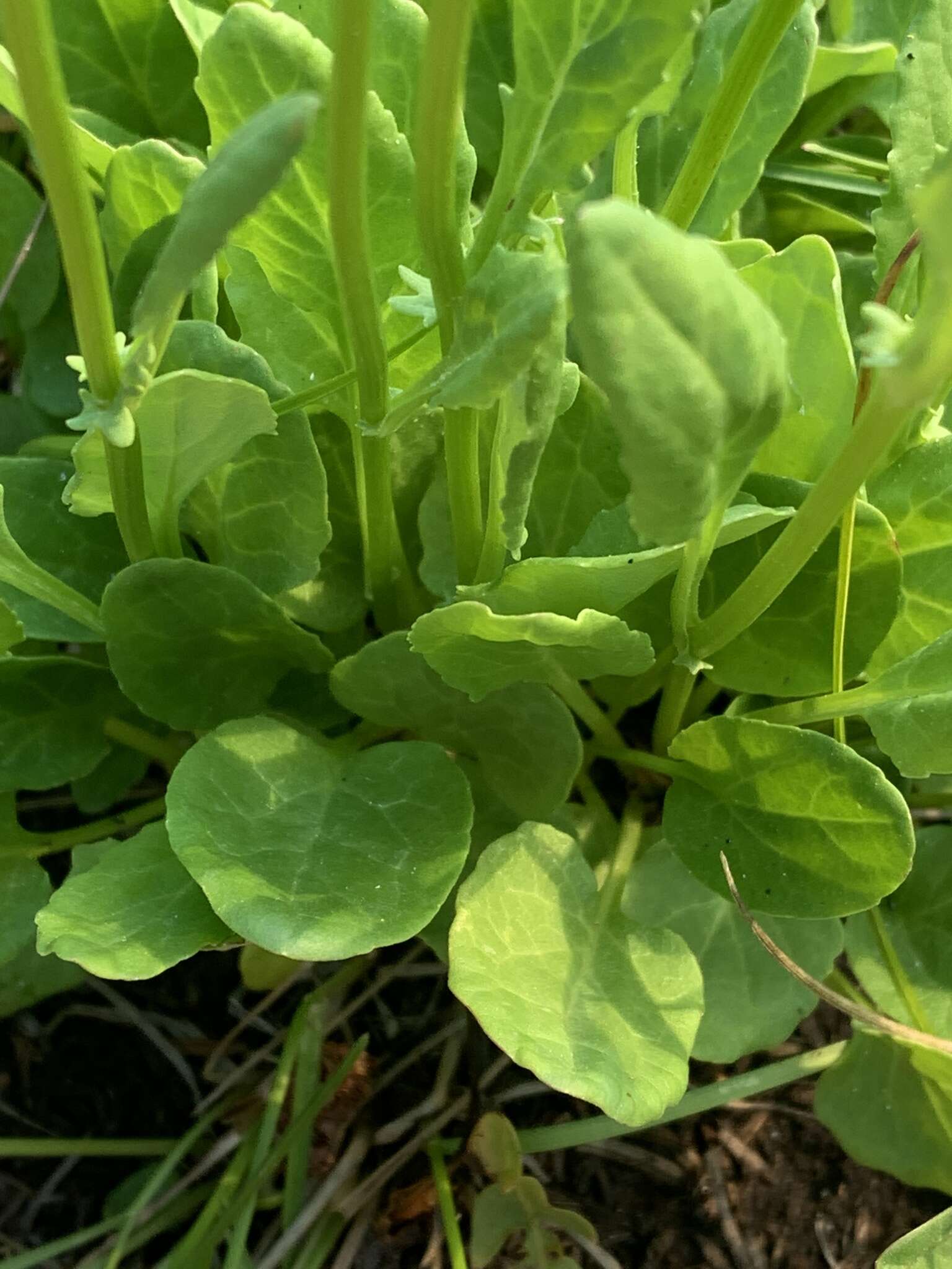 Image of splitleaf groundsel