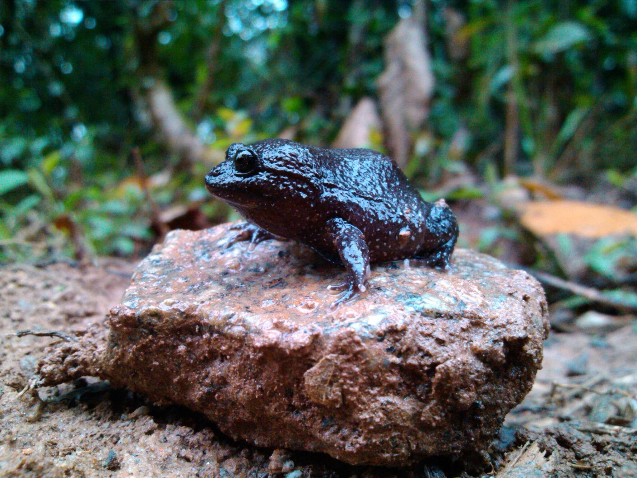 Image of Cycloramphus acangatan Verdade & Rodrigues 2003