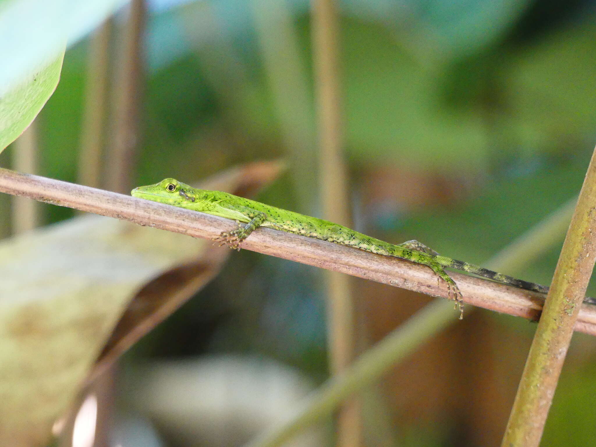 Image of Andes  Anole