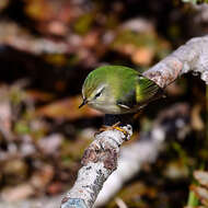 Acanthisitta chloris granti Mathews & Iredale 1913 resmi