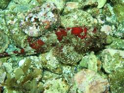 Image of California Scorpionfish