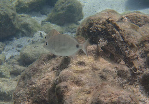 Image of Moroccan white seabream