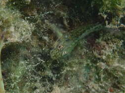 Image of Bridled Goby