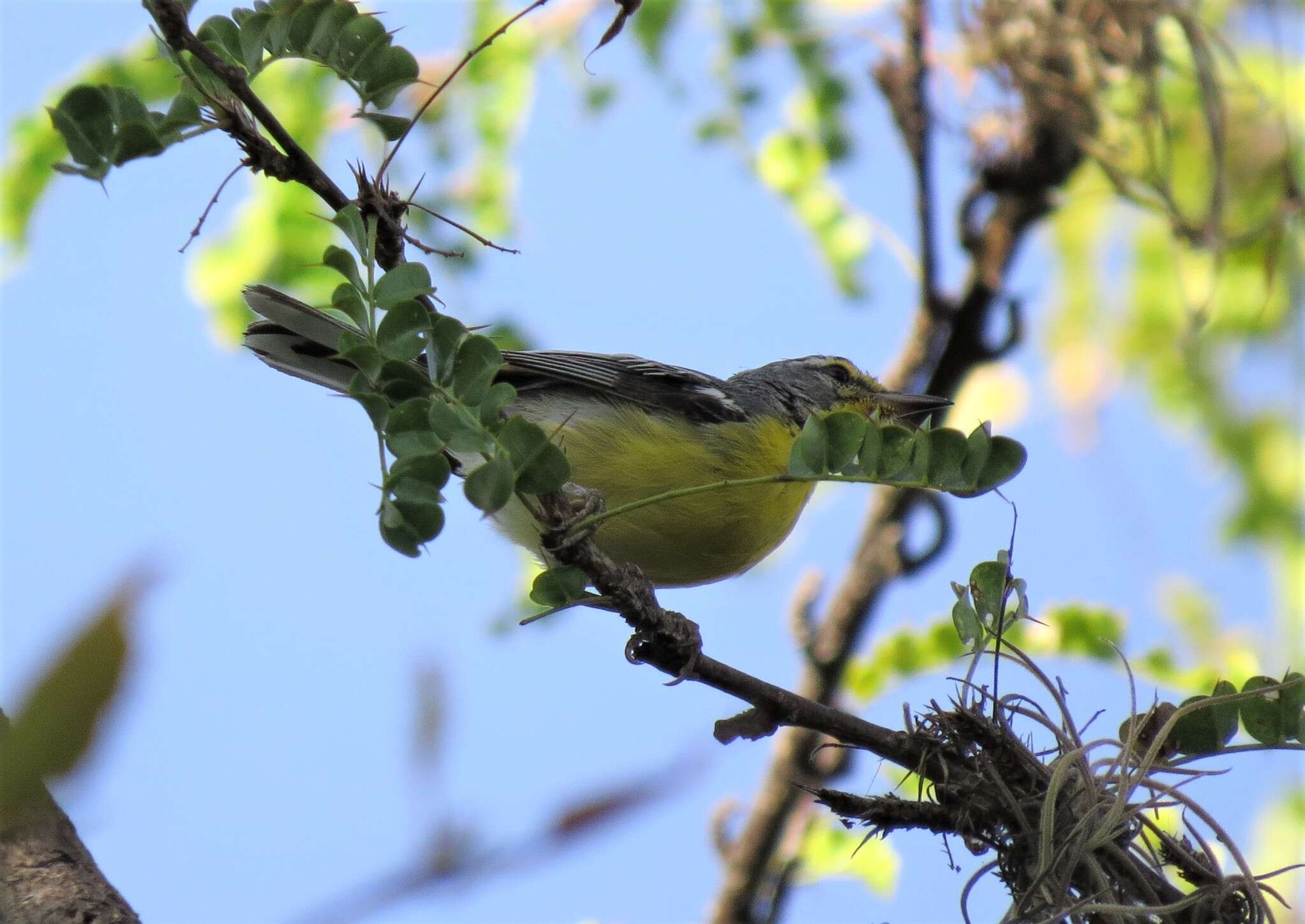 Imagem de Setophaga adelaidae (Baird & SF 1865)