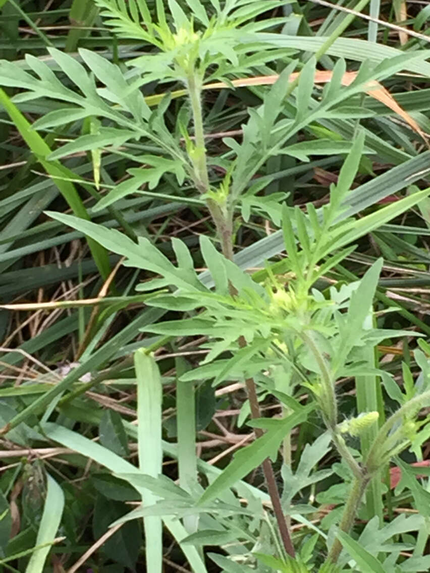 Image of annual ragweed