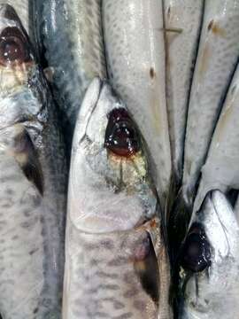 Image of Atlantic Chub Mackerel