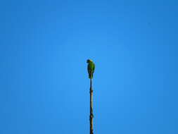 Image of Amazona auropalliata parvipes Monroe, Howell & TR 1966