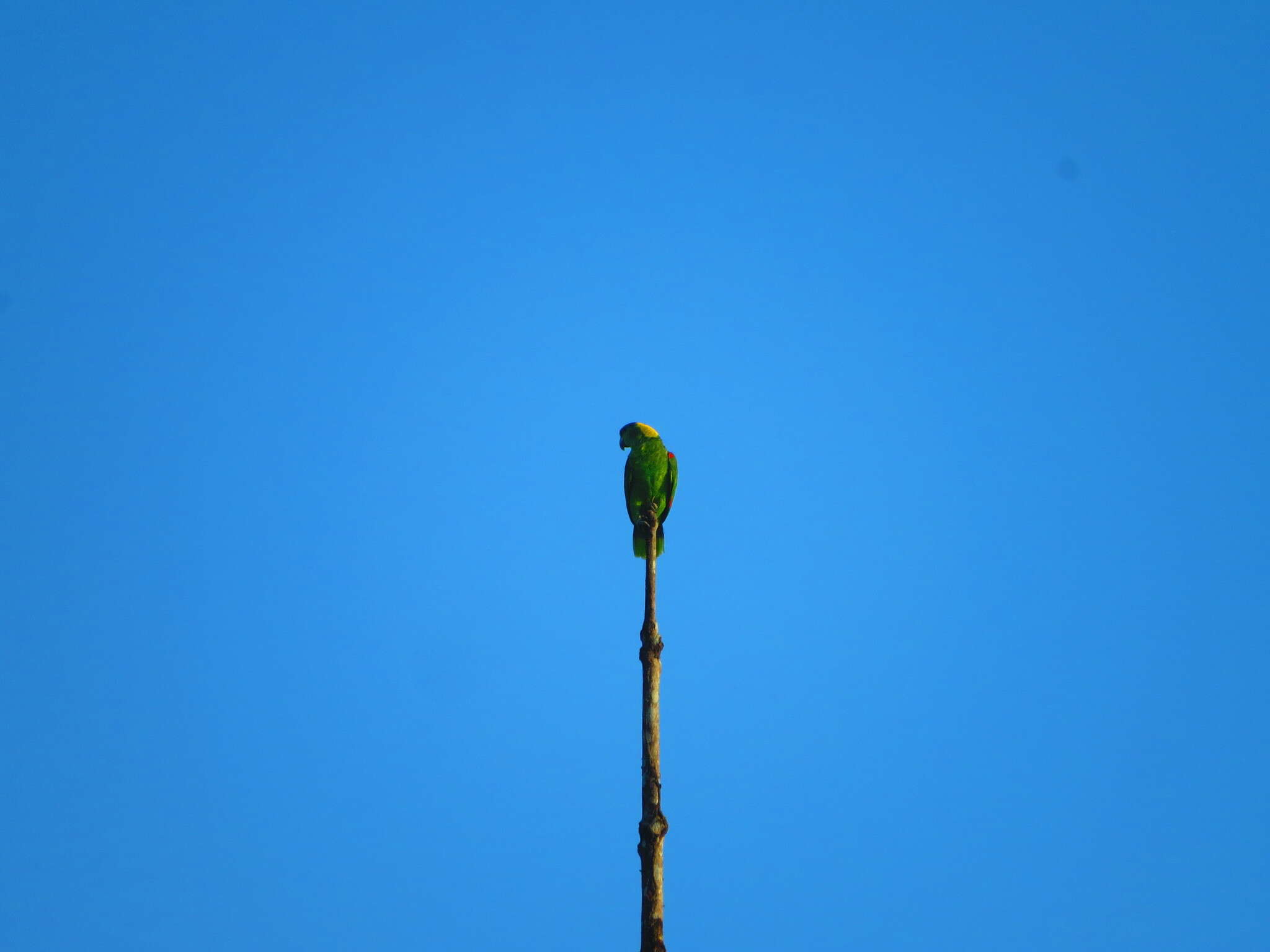 Image of Amazona auropalliata parvipes Monroe, Howell & TR 1966