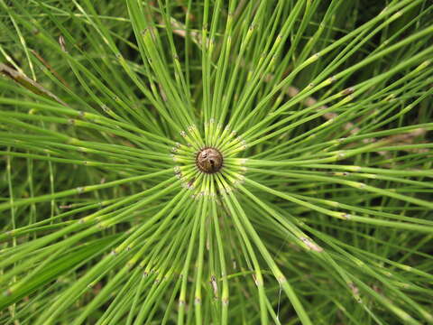 Image of Great Horsetail