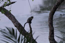 Image of De Brazza's Guenon