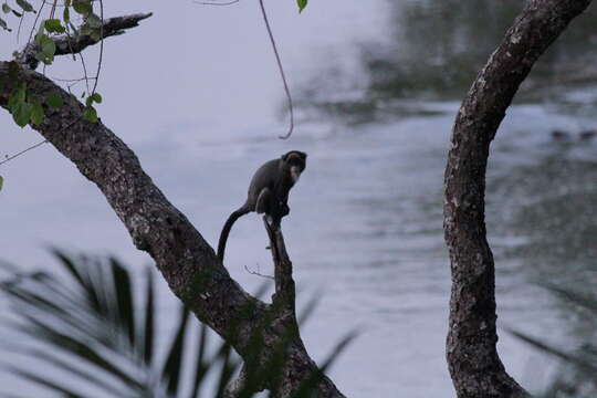 Imagem de Cercopithecus neglectus Schlegel 1876