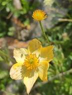 Plancia ëd Anemonastrum narcissiflorum subsp. chrysanthum (Ulbr.) Raus