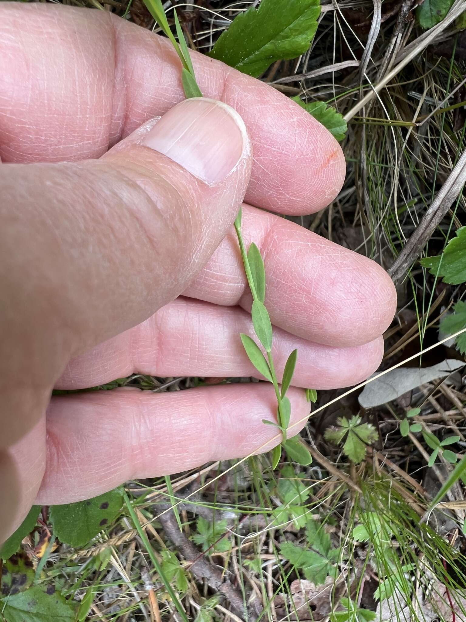 Image of Sandplain Flax