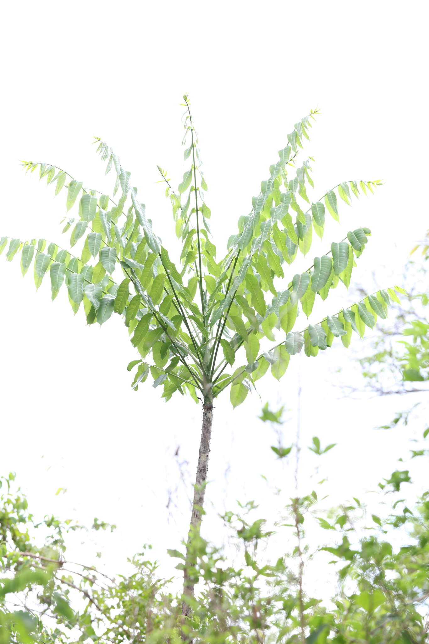 Image of Zanthoxylum tsihanimposa H. Perrier