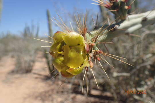 Imagem de Cylindropuntia thurberi subsp. thurberi