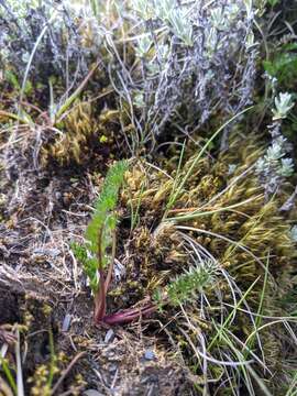 Image of Chaerophyllum taiwanianum (Masam.) K. F. Chung