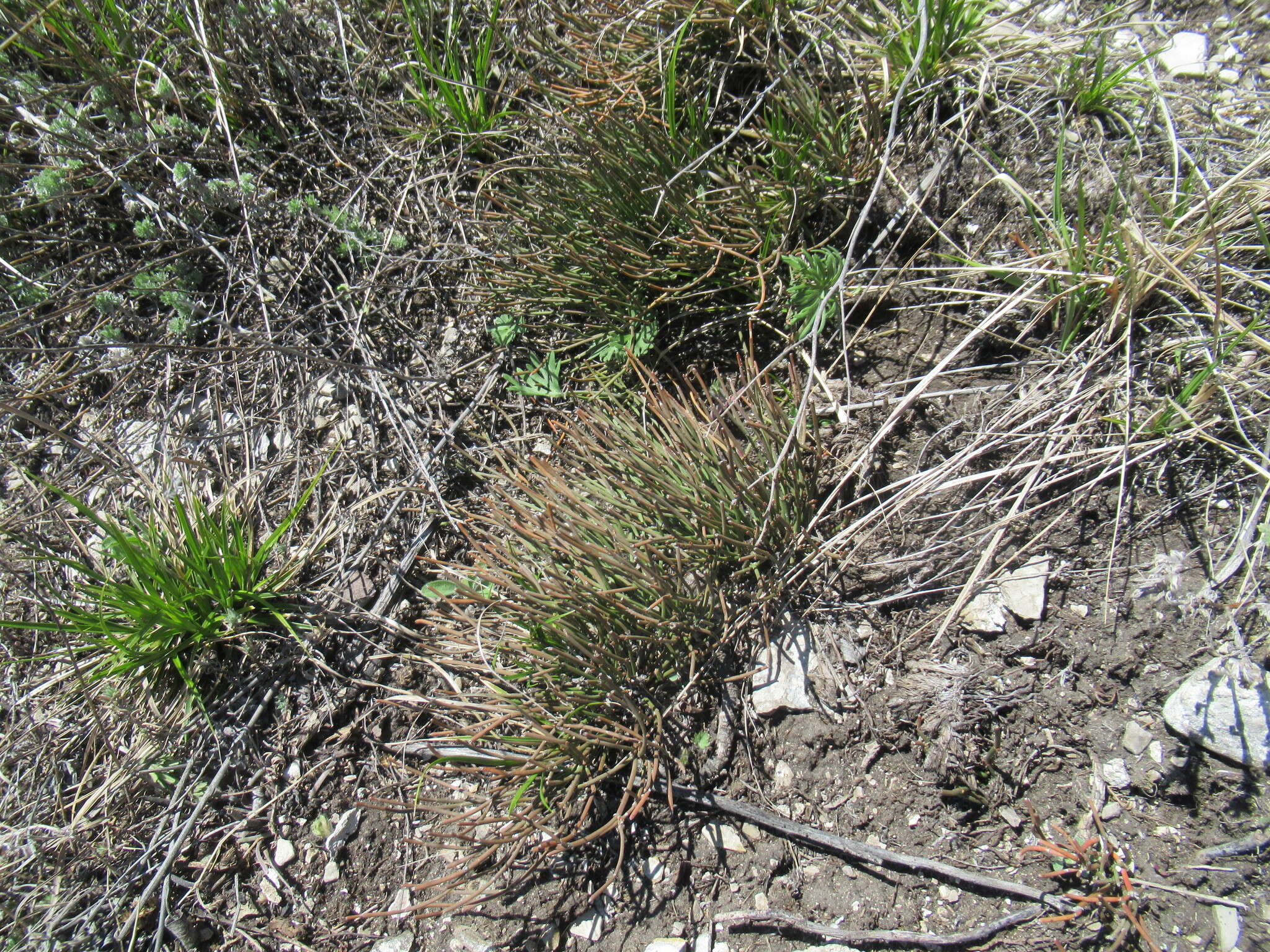 Image of Ephedra monosperma J. G. Gmel. ex C. A. Mey.