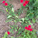 صورة Phlox drummondii subsp. drummondii