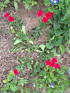 Image of annual phlox