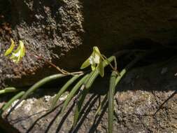 Image de Dendrobium striolatum Rchb. fil.