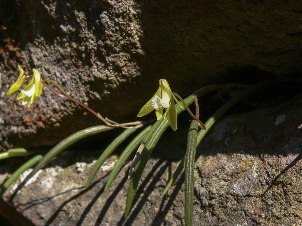 Imagem de Dendrobium striolatum Rchb. fil.