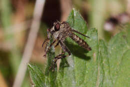 Image of <i>Tolmerus cingulatus</i>