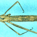 Image of Anchotatus griseus (Liana 1980)