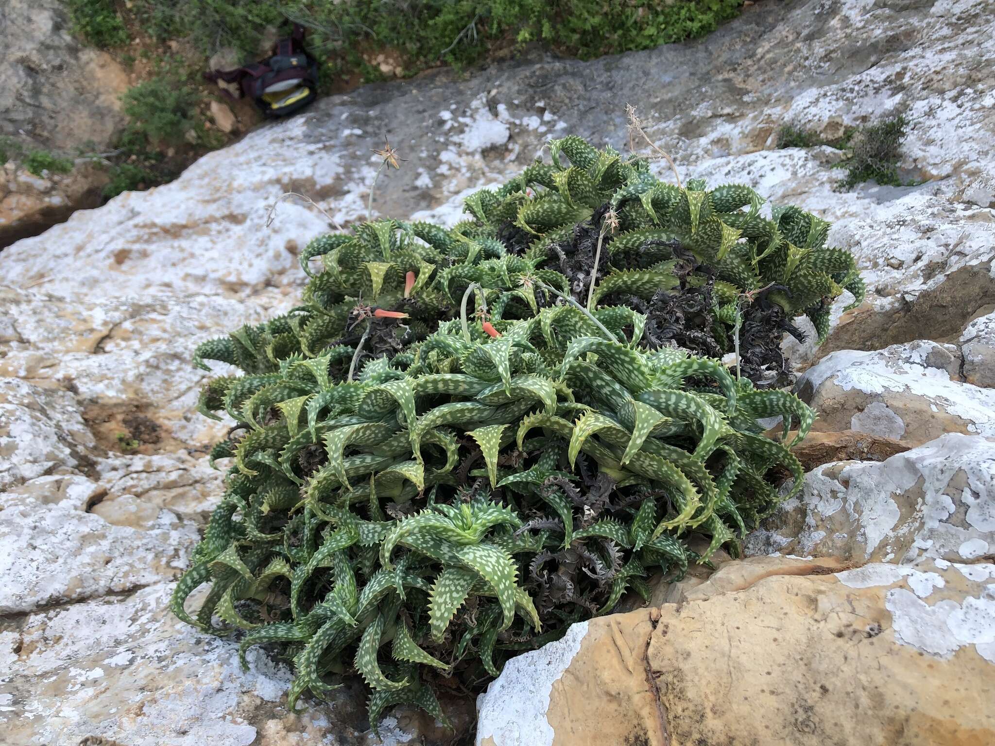 Image of Aloe squarrosa Baker ex Balf. fil.