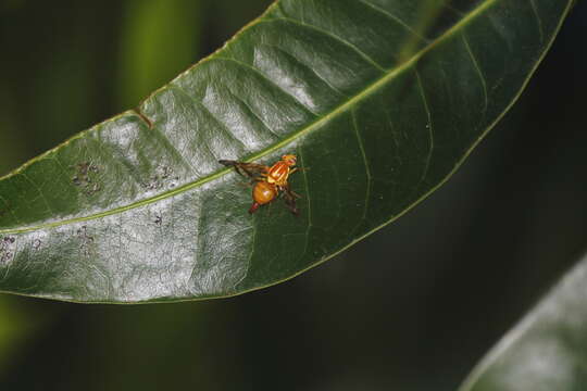 Image of West Indian fruit-fly