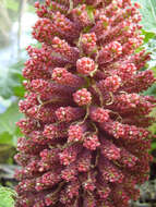 Image of Chilean gunnera