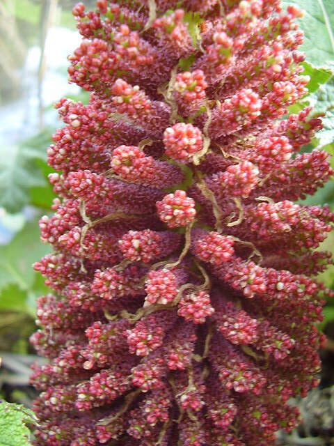 Image of Chilean gunnera