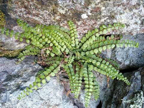 Plancia ëd Asplenium adulterinum Milde