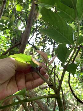 Leea philippinensis Merr. resmi